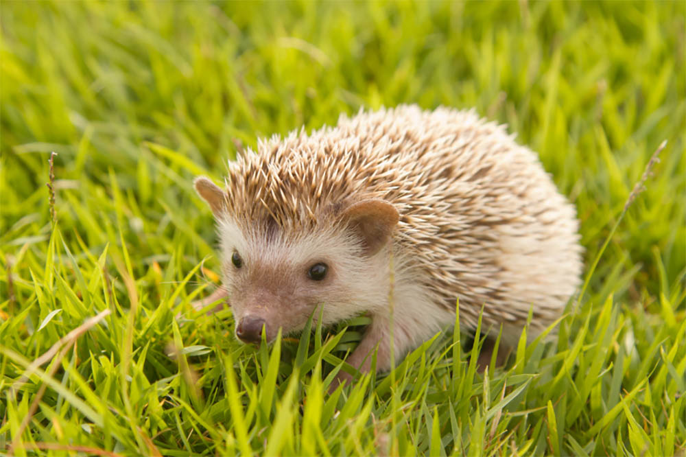 An African Pygmy Hedgehog